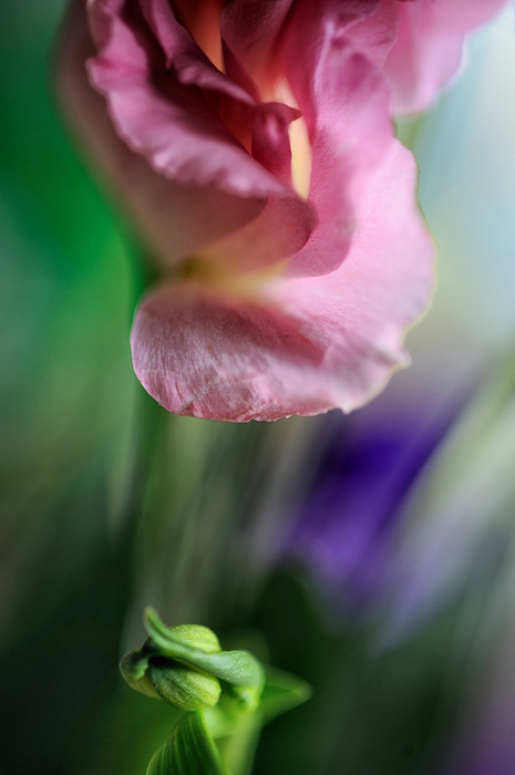 1901311_0 (465x700, 63Kb)