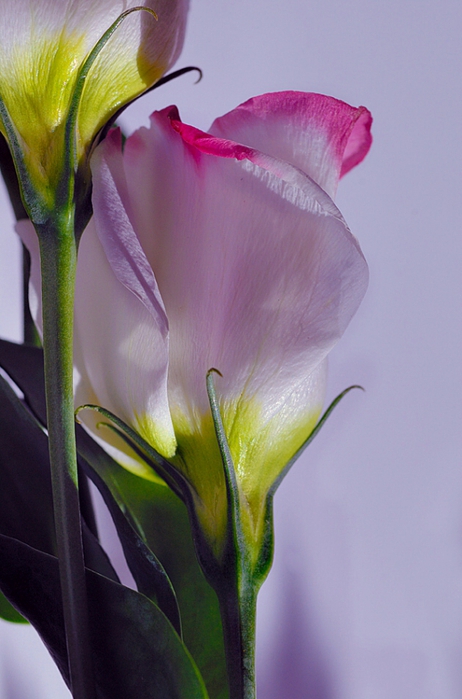 1901311_24 (462x700, 210Kb)