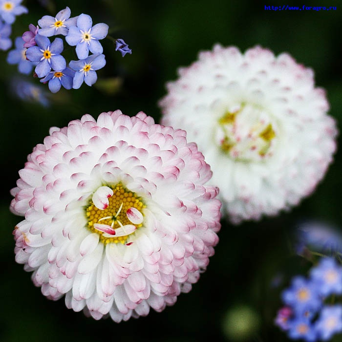 vv_flower_daisy_6_h_orig (700x700, 112Kb)
