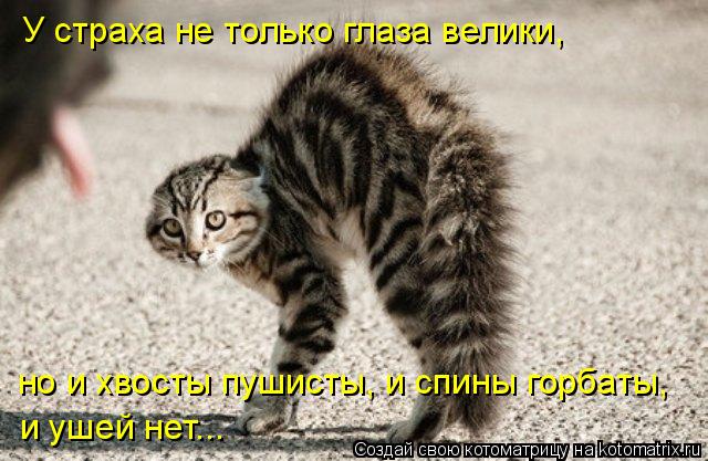 Интересные факты и фоты о кошках. 