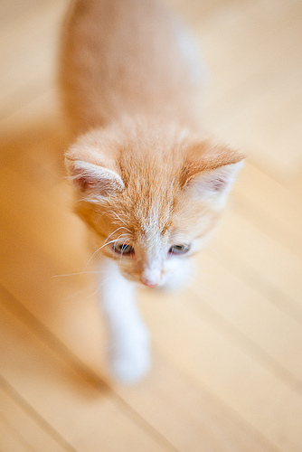 5671612047_64485bbdce (334x500, 80Kb)
