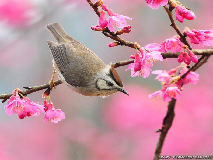 bird-at-spring-time-wallpapers-1024x768 (700x525, 106Kb)
