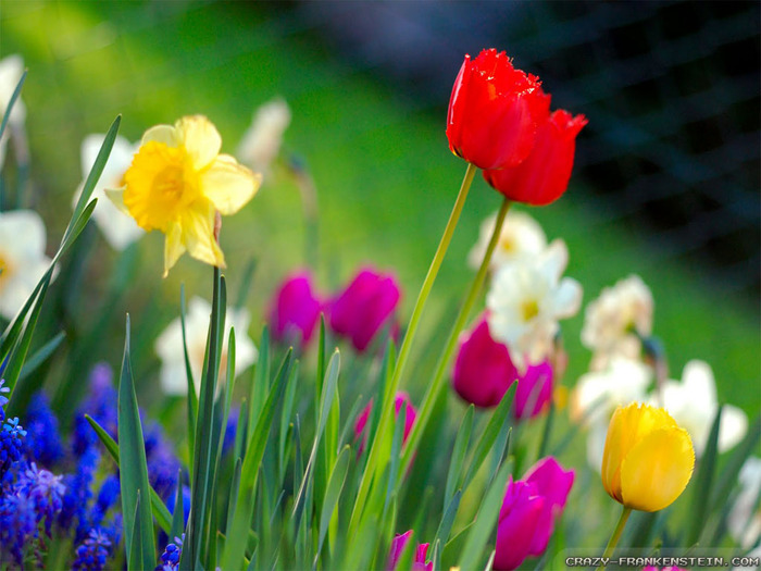 spring-time-2-wallpapers-1024x768 (700x525, 123Kb)