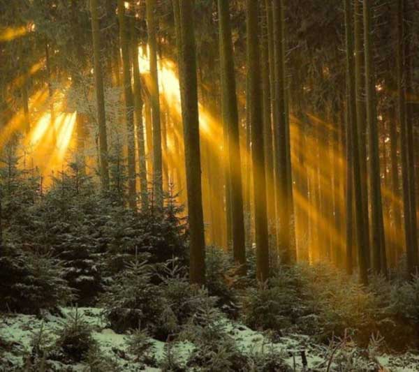 http://img0.liveinternet.ru/images/attach/c/2/73/900/73900556_4295517_beautiful_forests9.jpg