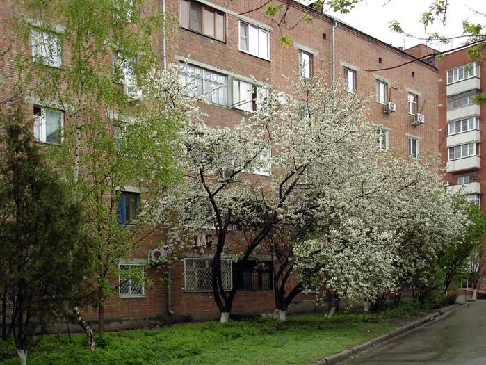 683232_dvori_v_tsvetu1_m (700x525, 94Kb)