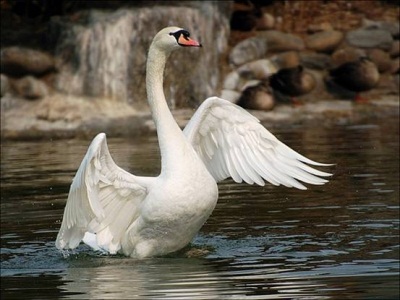 Белая лебедь - притча f6abcff9d293 (400x300, 45Kb)