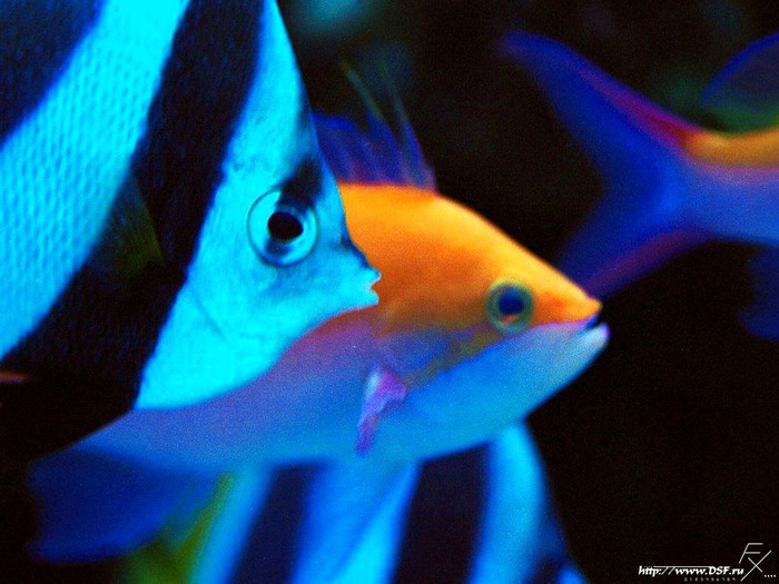 fx_Underwater_Tropical_Fish_1 (700x525, 124Kb)