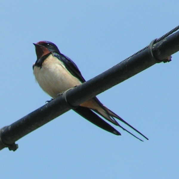 Barn_Swallow_800 (600x600, 137Kb)