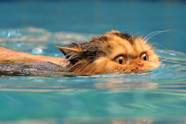 74129732_Swin_cats_05.jpg