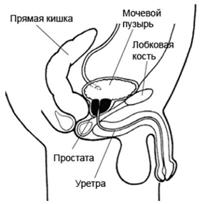 Увеличенная простата аденома размер