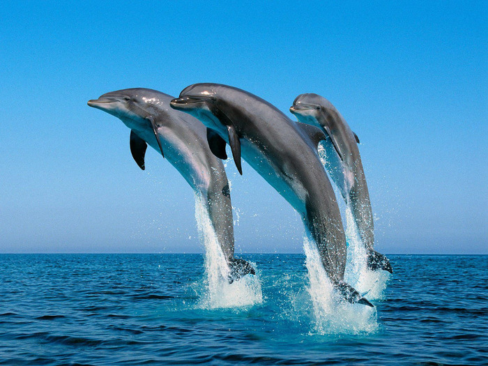dolphins1 (700x525, 159Kb)