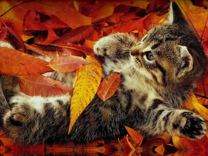 wallpapers_cats_204 (700x525, 148Kb)