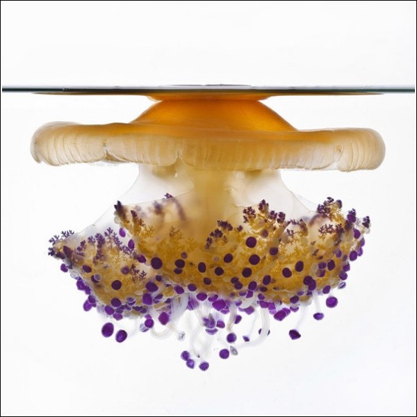 1 (600x600, 54Kb)