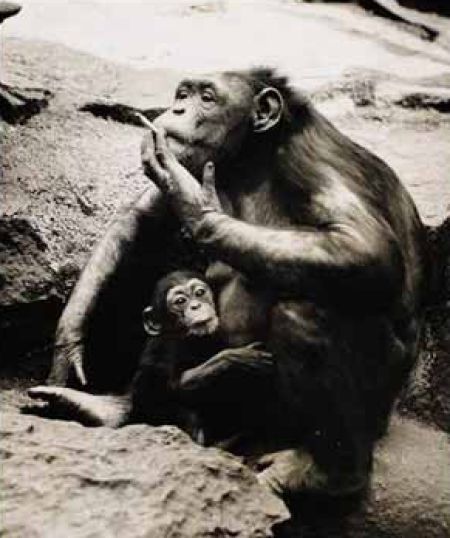 Необычные фото животных!!!!просто супер ч. 2 monkeys_who_smoke_640_12 (450x538, 39Kb)