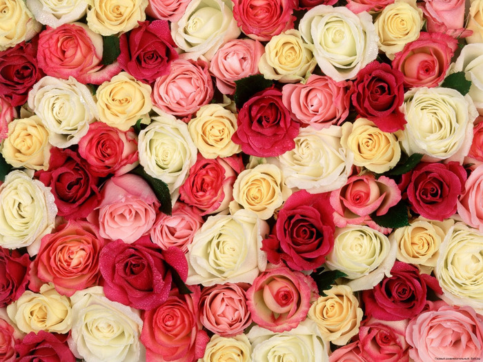 1277713561_fragrant-roses (700x525, 204Kb)
