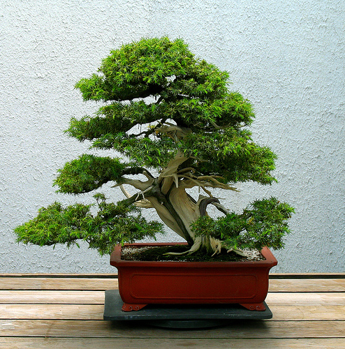 bonsai_6 (494x500, 261Kb)