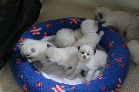 1289699696_137734337_2-7babiescute-rag-doll-kittens--1289699696 (475x316, 24Kb)