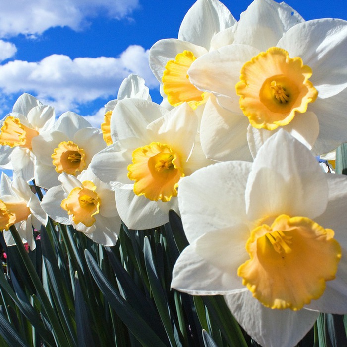 http://img0.liveinternet.ru/images/attach/c/2/74/483/74483208_large_Narcissus1.jpg