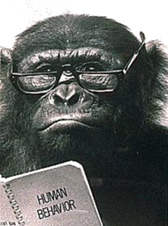 chimp-reading-book (240x323, 144Kb)