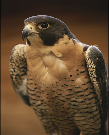 peregrine-falcon (365x450, 29Kb)