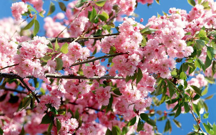 spring-flowers_019 (700x437, 70Kb)