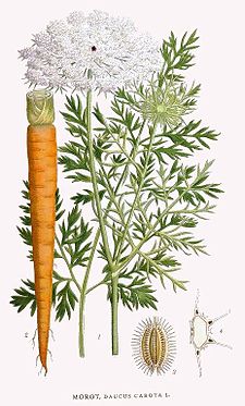 225px-Daucus_Carota (225x373, 25Kb)