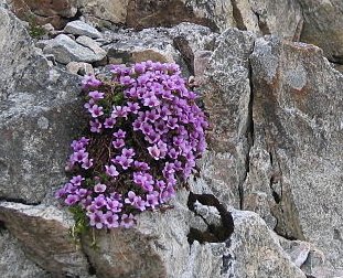 3368205_Saxifragaoppositifolia (311x252, 36Kb)