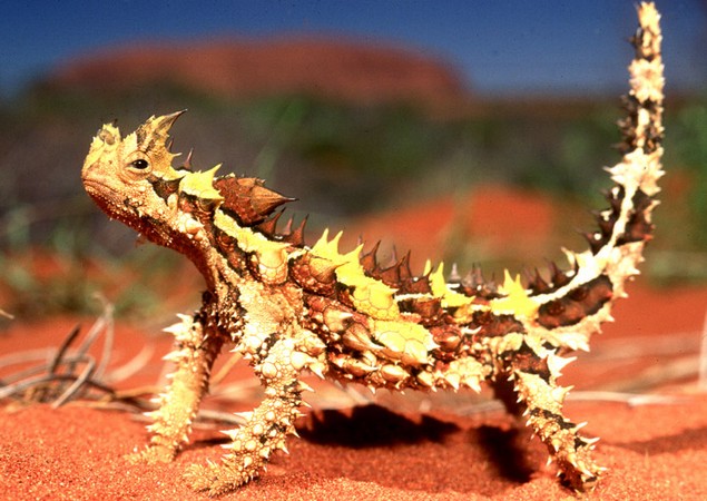 thorny-devil-1 (635x450, 98Kb)