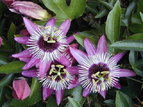 passiflora_incarnata[1] (480x360, 36Kb)