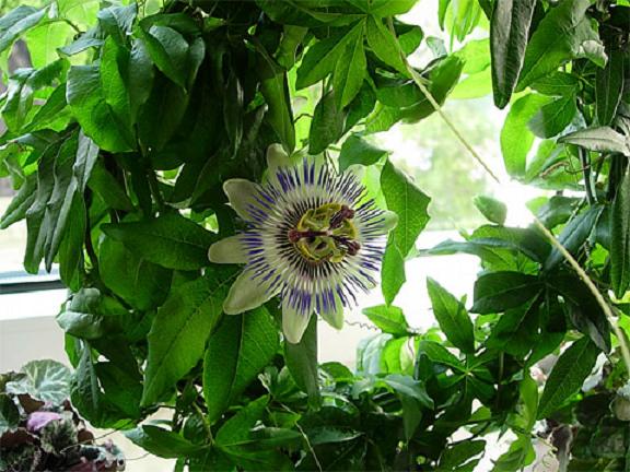 passiflora_caerulea_1[1] (576x432, 59Kb)