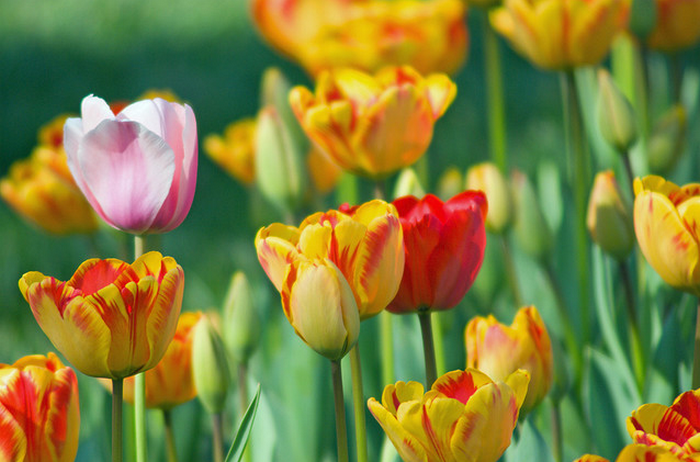 tulips  Flickr - Photo Sharing! (700x462, 884Kb)