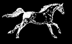 cavallo (250x155, 47Kb)