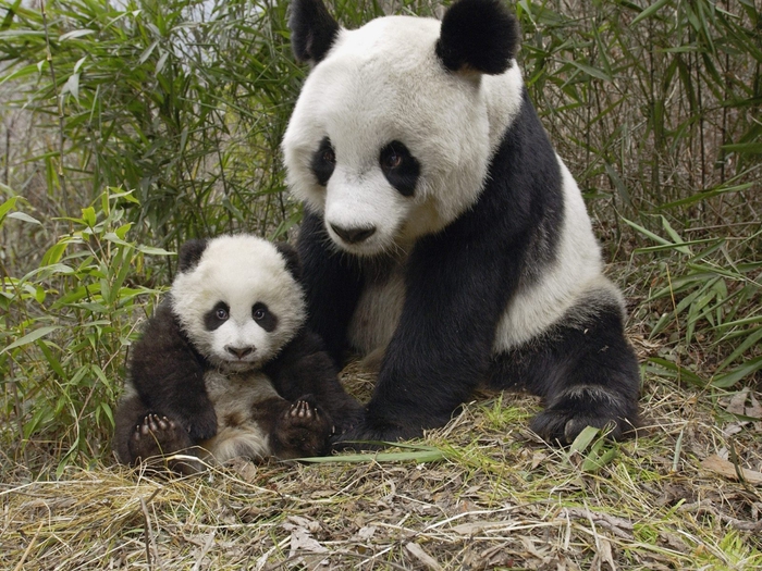 Giant Panda Mother and Cub, Molong Nature Reserve, China (700x525, 353Kb)