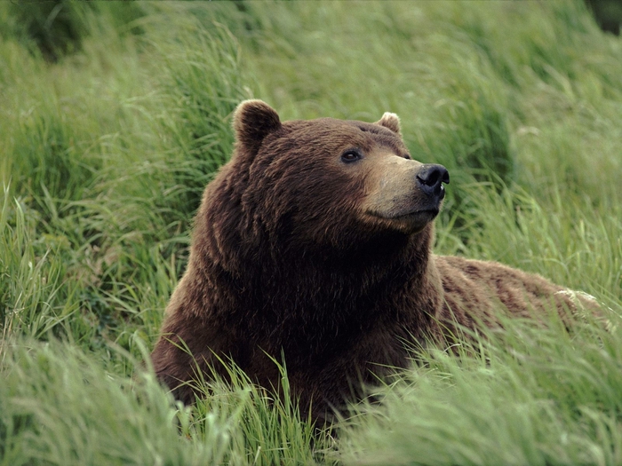 Grizzly Bear, Near McNeil River, Alaska (700x525, 285Kb)