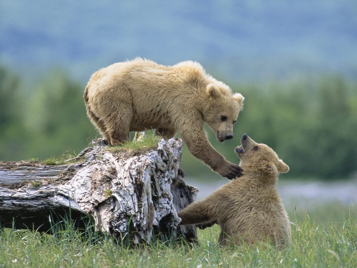 Grizzly Siblings at Play, Katmai National Park and Preserve, Alaska (700x525, 278Kb)
