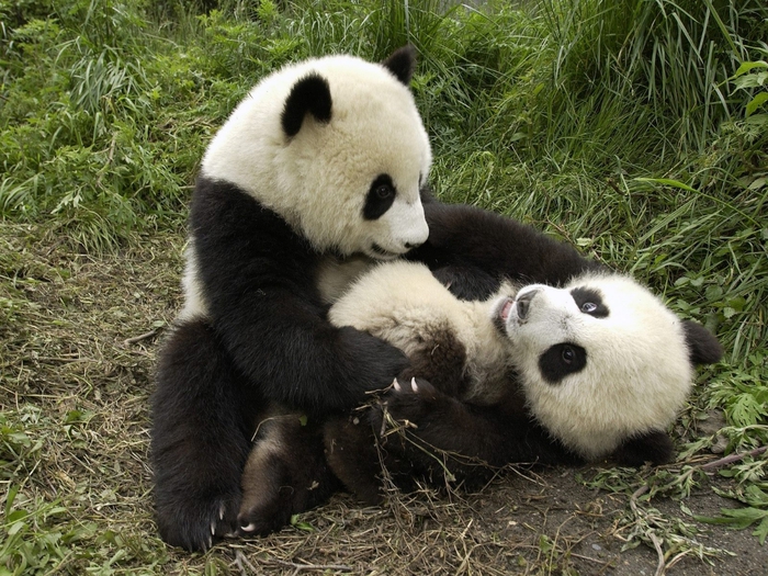 Playful Pandas (700x525, 351Kb)