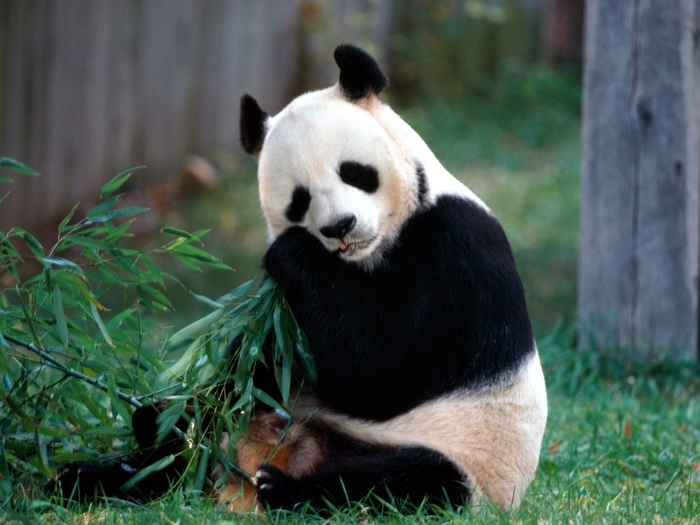 Snack Time, Panda Bear (700x525, 265Kb)
