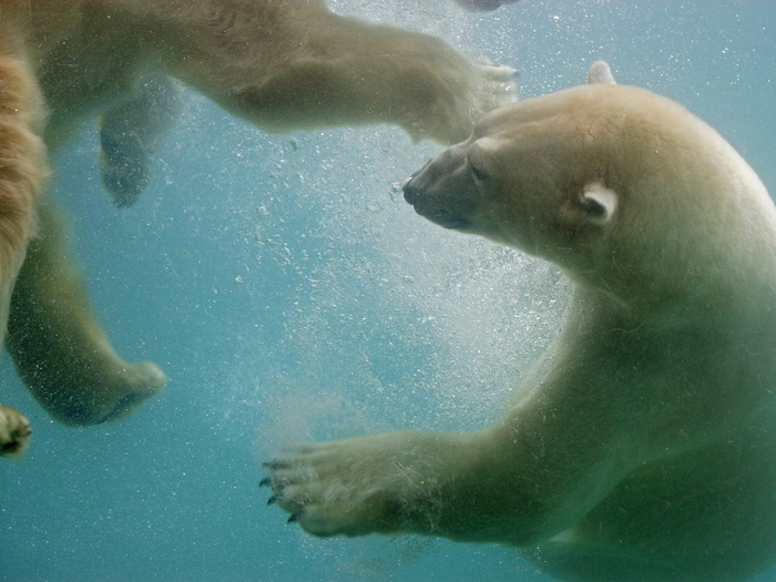 Swimming Polar Bears, Point Defiance, Washington (700x525, 267Kb)