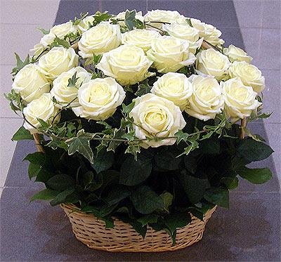 белые розы (400x373, 41Kb)