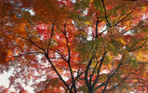  japan_F (176) (700x437, 664Kb)