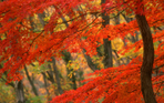  japan_F (177) (700x437, 570Kb)