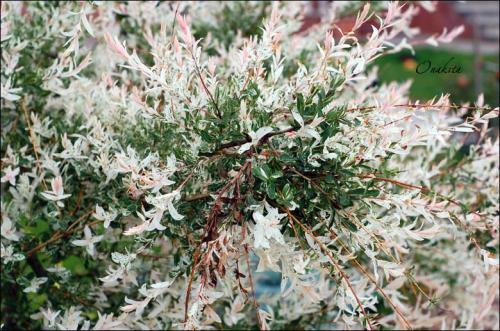 s-0f21e6293d3e49bfda68580840ed776a_50 (500x331, 51Kb)