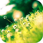4 (150x150, 47Kb)