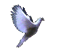 4750574_pigeon_16 (134x99, 37Kb)