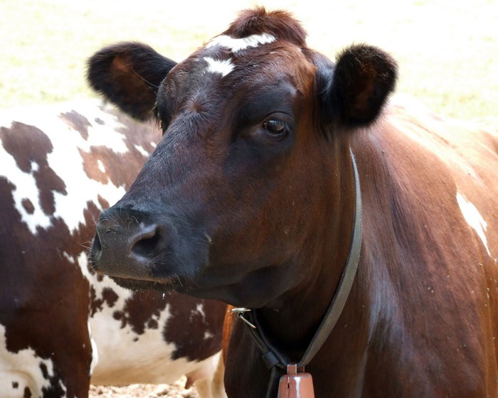 pretty ayrshire cow (700x560, 93Kb)