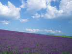  Biei_&_Furano (3) (700x525, 488Kb)