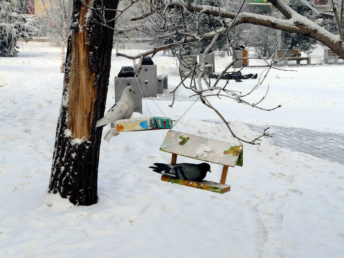 Припала К Кормушке Кормушке припала к