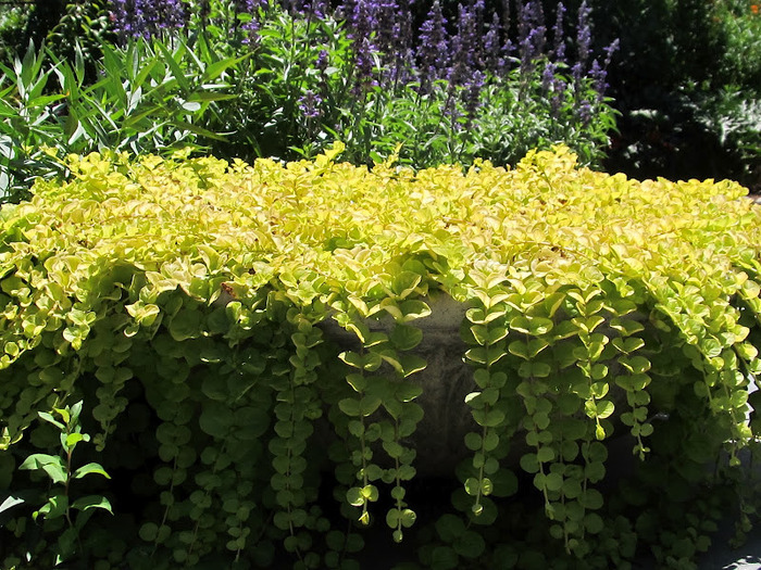 Общественный парк Morris Arboretum, Филадельфия 81955