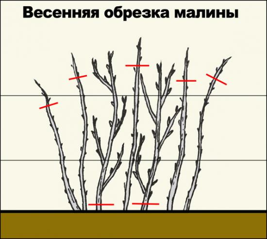 Ягода годжи саженцы. Ягода годжи саженцы.