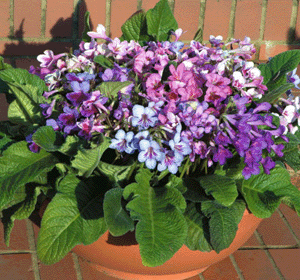 Streptocarpus_hybrida_2  (300x280, 64Kb)